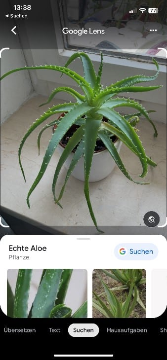 Pflanzenerkennung mit Google Lens Beispiel